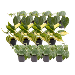 12x Philodendron Scandens Mix (14672)