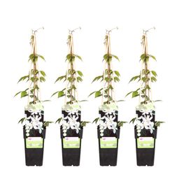 Hoogeveen 4x - Clematis Montana 'Grandiflora' - ↨65cm - Ø15 (8720955320917)
