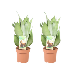 Sansevieria Moonshine - 2 stuks (32940)