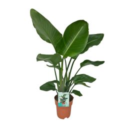 Strelitzia Nicolai - Paradijsvogelplant (8720634284042)
