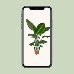 Strelitzia Nicolai - Paradijsvogelplant (8720634284042)