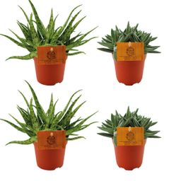 2x Aloe Spider + 2x Crassula Tenelli - 4 stuks - Ø10.5cm (22761)