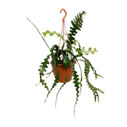 Epiphyllum Anguliger (20478)