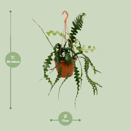 Epiphyllum Anguliger (20478)
