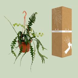 Epiphyllum Anguliger (20478)