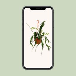 Epiphyllum Anguliger (20478)