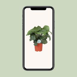 Calathea Orbifolia (15757)