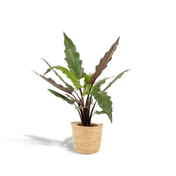 Alocasia Lauterbachiana - Mand Selin (8720634289559)