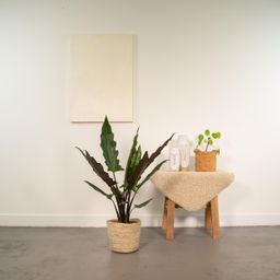 Alocasia Lauterbachiana - Mand Selin (8720634289559)