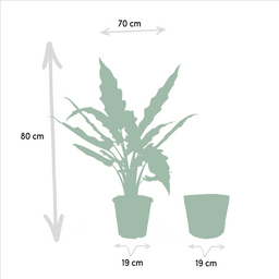 Alocasia Lauterbachiana - Mand Selin (8720634289559)