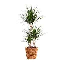 Dracaena Marginata (15847)