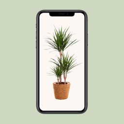 Dracaena Marginata (15847)