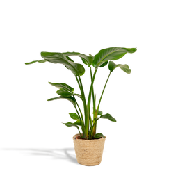 Strelitzia Nicolai - Mand Selin (8720634289573)