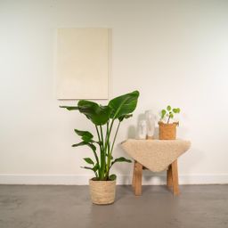 Strelitzia Nicolai - Mand Selin (8720634289573)