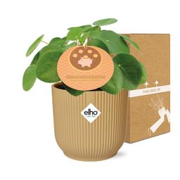 Pilea Peperomioides 12cm in ELHO Vibes Fold 14cm geel (21688)