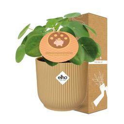 Pilea Peperomioides 12cm in ELHO Vibes Fold 14cm geel (21688)