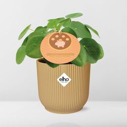 Pilea Peperomioides 12cm in ELHO Vibes Fold 14cm geel (21688)