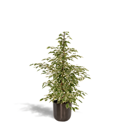 Ficus benjamina Twilight - Pot Mayk Lead (8720634289900)