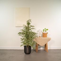 Ficus benjamina Twilight - Pot Mayk Lead (8720634289900)