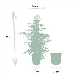 Ficus benjamina Twilight - Pot Mayk Lead (8720634289900)