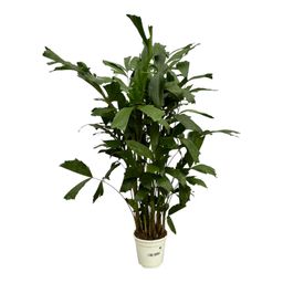 Caryota Mitis - 130 cm - Ø19cm (8721081685499)