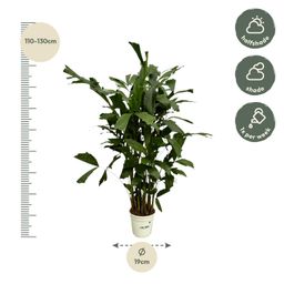 Caryota Mitis - 130 cm - Ø19cm (8721081685499)