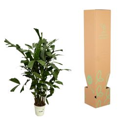 Caryota Mitis - 130 cm - Ø19cm (8721081685499)