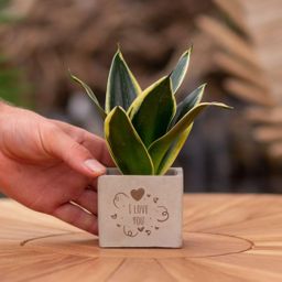 Congreet plantpots + Sansevieria | I love you (8721225131462)