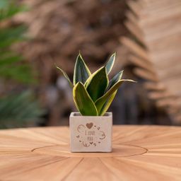 Congreet plantpots + Sansevieria | I love you (8721225131462)