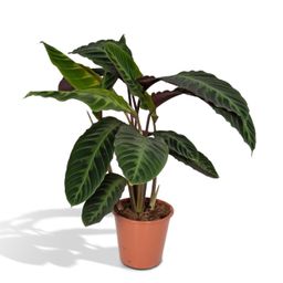 Calathea Warscewiczii - Pauwenplant (8720634284240)