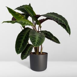 Calathea Warscewiczii - Pauwenplant (8720634284240)