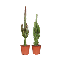 Euphorbia Groen / Rood - 2 stuks (33489)