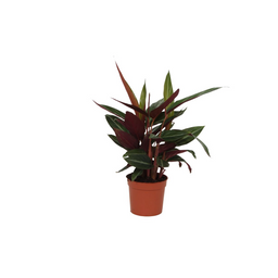 Calathea Stripestar - 40 cm - Ø12cm (8721081685734)