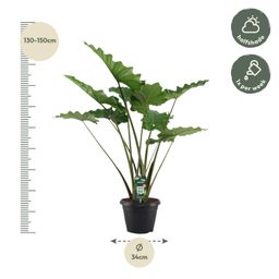 Alocasia Portodora - 140 cm - Ø34cm (8721081685475)