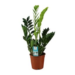 Zamioculcas Zamiifolia (12652)