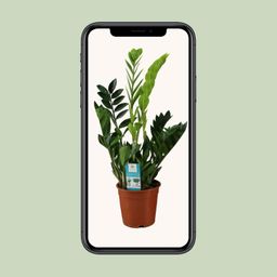Zamioculcas Zamiifolia (12652)
