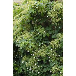 Hoogeveen 4x - Hydrangea petiolaris - ↨65cm - Ø15 (8720955320504)