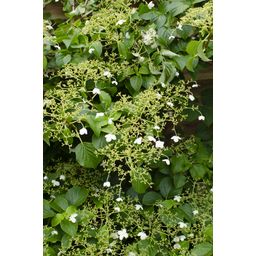 Hoogeveen 4x - Hydrangea petiolaris - ↨65cm - Ø15 (8720955320504)
