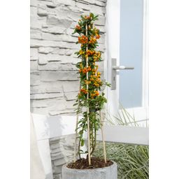 Hoogeveen 4x - Pyracantha 'Orange Glow' - ↨65cm - Ø15 (8720955320771)