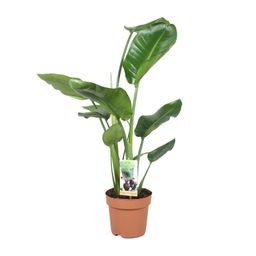 Strelitzia Nicolai (21864)