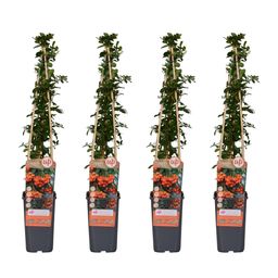 Hoogeveen 4x - Pyracantha 'Orange Glow' - ↨65cm - Ø15 (8720955320771)
