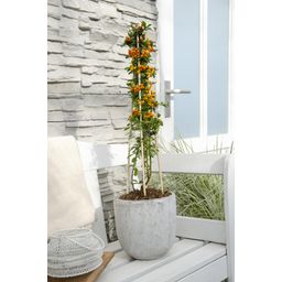 Hoogeveen 4x - Pyracantha 'Orange Glow' - ↨65cm - Ø15 (8720955320771)