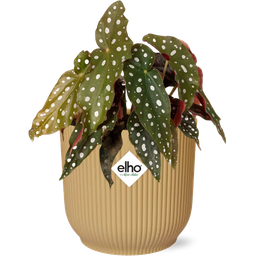 Begonia Maculata + ELHO Vibes Fold 14cm geel (49372)
