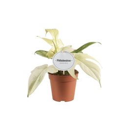 Philodendron Florida Ghost (44053)