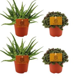 2x Aloe Spider + 2x Callisia Turtle - 4 stuks - Ø10.5cm (22756)