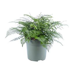 Asplenium Parvati (12632)