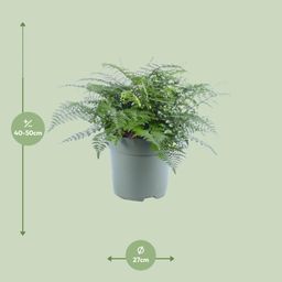 Asplenium Parvati (12632)