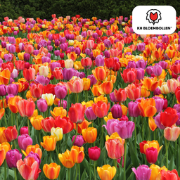 Tulpenbollen Mix – 20 Stuks | KH Bloembollen® | Kleurrijke Tulpenmix – Perfect voor Tuin of Pot – Maat 11/12 – Vers van de Teler (08720256864578)