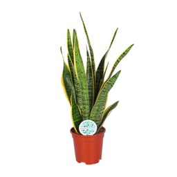 Sansevieria Trifasciata Laurentii (15863)