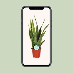 Sansevieria Trifasciata Laurentii (15863)